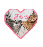 寝達磨な猫達…（個別スタンプ：8）