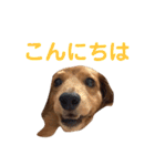 使いやすいビーツのスタンプ（個別スタンプ：2）