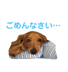 使いやすいビーツのスタンプ（個別スタンプ：5）
