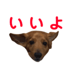 使いやすいビーツのスタンプ（個別スタンプ：6）