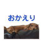 使いやすいビーツのスタンプ（個別スタンプ：9）