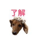 使いやすいビーツのスタンプ（個別スタンプ：11）