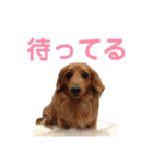 使いやすいビーツのスタンプ（個別スタンプ：12）