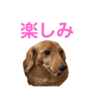 使いやすいビーツのスタンプ（個別スタンプ：13）