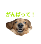 使いやすいビーツのスタンプ（個別スタンプ：14）