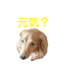 使いやすいビーツのスタンプ（個別スタンプ：15）