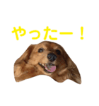 使いやすいビーツのスタンプ（個別スタンプ：16）