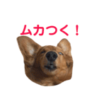 使いやすいビーツのスタンプ（個別スタンプ：18）