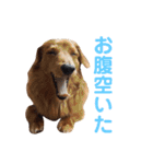 使いやすいビーツのスタンプ（個別スタンプ：22）