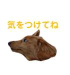 使いやすいビーツのスタンプ（個別スタンプ：28）