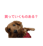 使いやすいビーツのスタンプ（個別スタンプ：30）
