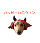 使いやすいビーツのスタンプ（個別スタンプ：38）