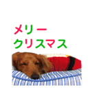 使いやすいビーツのスタンプ（個別スタンプ：39）