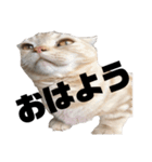 しいたけ猫の日常（個別スタンプ：1）