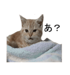しいたけ猫の日常（個別スタンプ：2）
