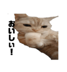 しいたけ猫の日常（個別スタンプ：6）