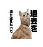 しいたけ猫の日常（個別スタンプ：10）