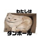 しいたけ猫の日常（個別スタンプ：14）