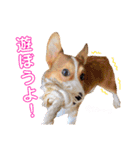 コーギーのレオンくん（個別スタンプ：7）