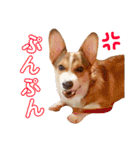 コーギーのレオンくん（個別スタンプ：8）