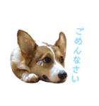 コーギーのレオンくん（個別スタンプ：9）