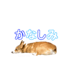 コーギーのレオンくん（個別スタンプ：10）