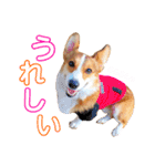 コーギーのレオンくん（個別スタンプ：11）