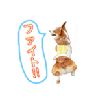 コーギーのレオンくん（個別スタンプ：12）
