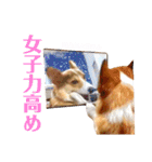 コーギーのレオンくん（個別スタンプ：20）