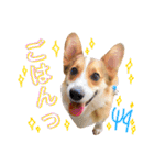 コーギーのレオンくん（個別スタンプ：21）