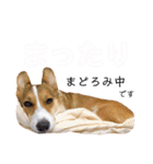 コーギーのレオンくん（個別スタンプ：23）