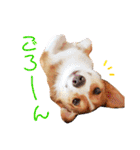 コーギーのレオンくん（個別スタンプ：26）