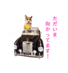 コーギーのレオンくん（個別スタンプ：27）