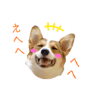 コーギーのレオンくん（個別スタンプ：28）