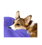 コーギーのレオンくん（個別スタンプ：35）