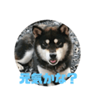 わんこスタンプ柴犬（個別スタンプ：1）