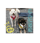 わんこスタンプ柴犬（個別スタンプ：2）