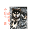 わんこスタンプ柴犬（個別スタンプ：3）