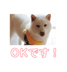 わんこスタンプ柴犬（個別スタンプ：5）