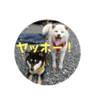わんこスタンプ柴犬（個別スタンプ：6）