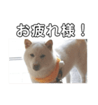 わんこスタンプ柴犬（個別スタンプ：7）