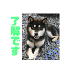 わんこスタンプ柴犬（個別スタンプ：8）