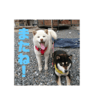 わんこスタンプ柴犬（個別スタンプ：9）