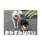 わんこスタンプ柴犬（個別スタンプ：10）