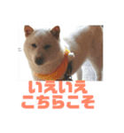 わんこスタンプ柴犬（個別スタンプ：12）