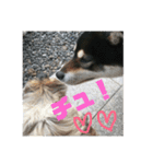 わんこスタンプ柴犬（個別スタンプ：13）