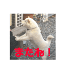 わんこスタンプ柴犬（個別スタンプ：14）