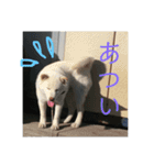 わんこスタンプ柴犬（個別スタンプ：15）