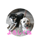わんこスタンプ柴犬（個別スタンプ：16）