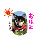 黒豆柴のとろろ（個別スタンプ：2）